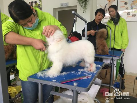 学宠物美容大概需要多久