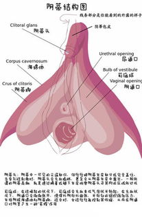 详解女性阴蒂阴道口的位置 高清图