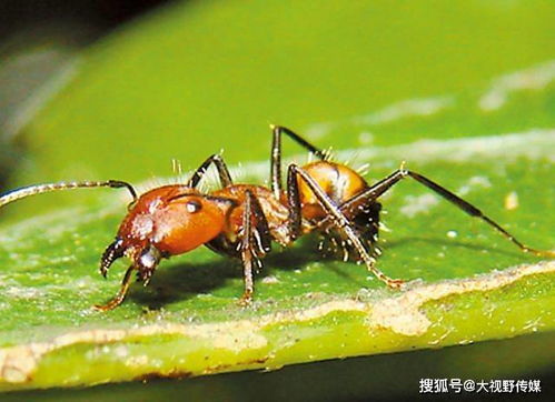 鸟或蜂、蚁等的窝是什么词语(鸟或者蜂,蚂蚁的窝,根据意思写词语)