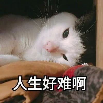 Taobao 可爱猫咪包,热卖单品,爆款促销 超可爱猫咪表情包 