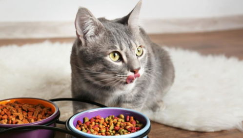 猫咪吃太少对身体不好,若是突然吃得少,可以试着在这三点上改变