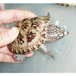 墨西哥蛋龟保护级别？