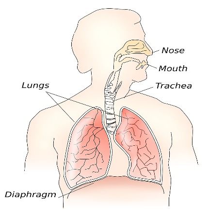 腹式呼吸的好处 怎么练就「腹式呼吸」？它对身体有哪些好处？ 