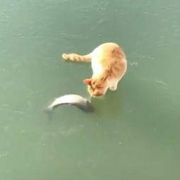着急,小猫发现条冻僵的大鱼,可惜怎么都抓不到 