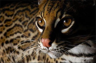 如何鉴定一只孟加拉豹猫的好坏 