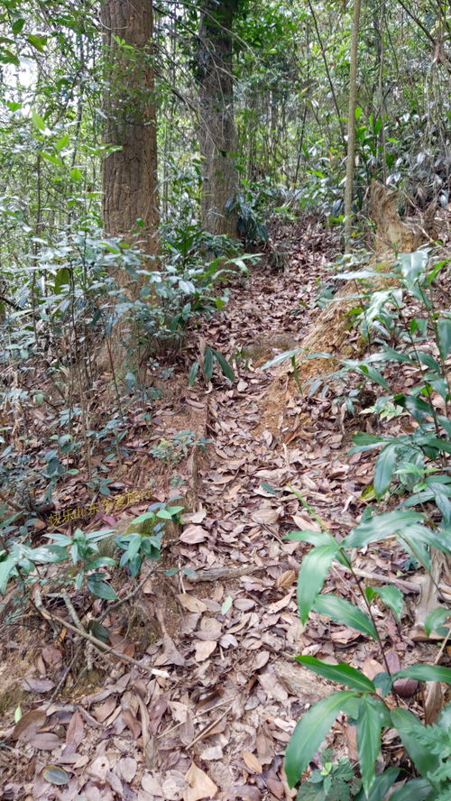 生活在白云深处,梅州高山上的人家,你喜欢住在这样的地方吗