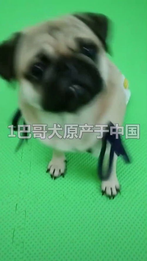 巴哥犬冷知识,也可称作哈巴狗 