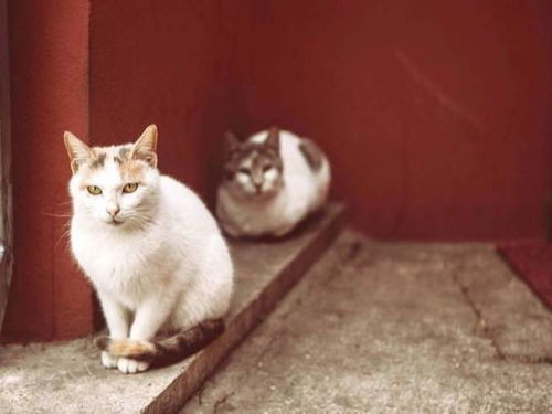 如果有一只流浪猫一直跟着你,你会选择怎么做呢