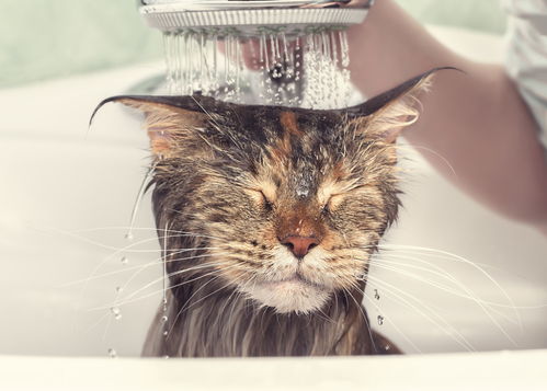 猫咪洗澡有妙招 如何安全地给猫洗澡 有哪些注意事项