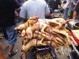 广西玉林狗肉节不顾抗议如期办 1天要吃上万条狗 全文 