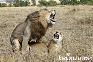 动物世界为交配而死动物盘点 实拍狮子交配