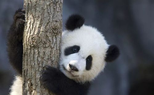 大熊猫是怎么成为 国宝 的 为何全世界的大熊猫,都是中国的