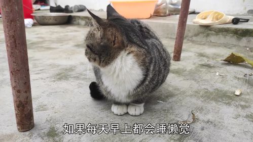 懒人养猫,你一定要试一试 