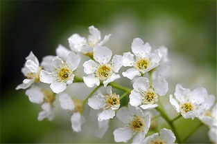 百花园 796 山荆子 