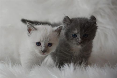 梦见两只小猫