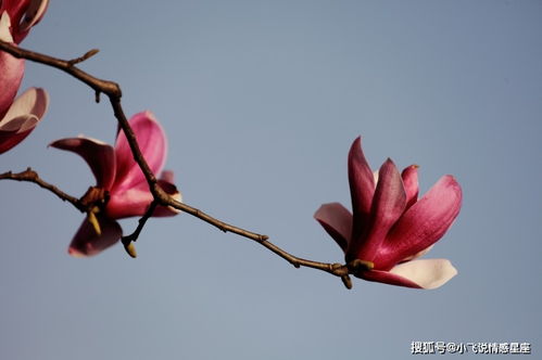 下个月开始,坏运气一扫而光,财旺桃花开,好运走一波的4大星座