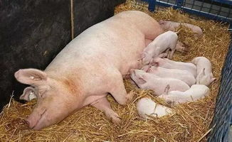 梦见一只母猪和一窝小猪是什么意思(梦见老母猪和一窝小猪崽)