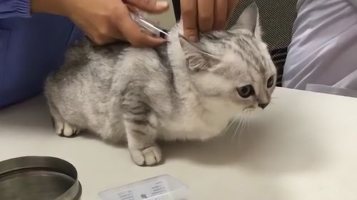 捡来的猫带去打疫苗,医生说猫两个月大,感觉这个医生不专业 