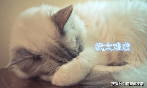 家里的猫咪最近不知道为什么肚子不舒服了，猫咪放屁好臭拉软便怎么办？我不太懂要怎么做？