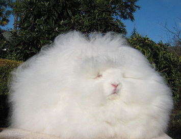 美国一长毛兔体毛长达3米 或破世界纪录 三 