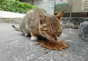 好心喂养了一只流浪猫,食量还真不小,吃完就不走了 