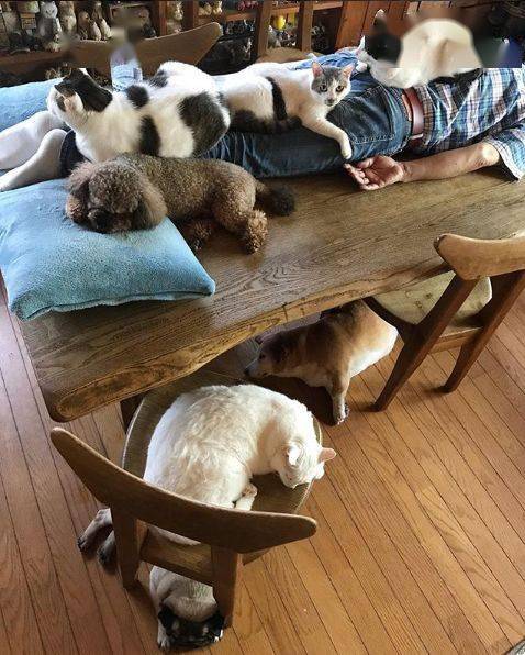 一网友养了22只猫和3只狗,每天在家的生活是这样的...