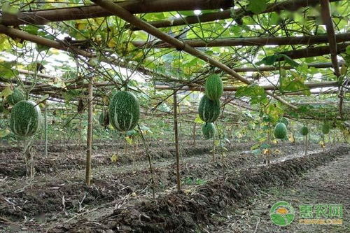 金丝绞瓜几月份种植合适,金丝搅瓜简单育苗方法？