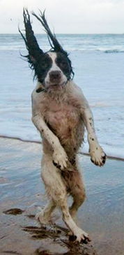 宠物犬 海边吹海风 滑稽逗笑意外走红 新浪承德 