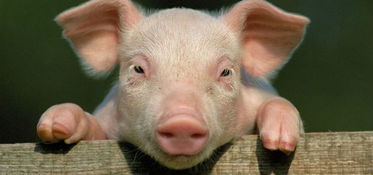 小规模养猪公司起名 小规模养猪公司起名