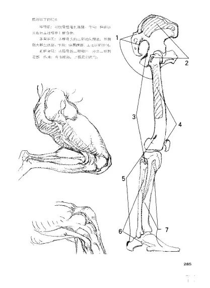 伯里曼人体结构绘画教学丨下肢与足部 