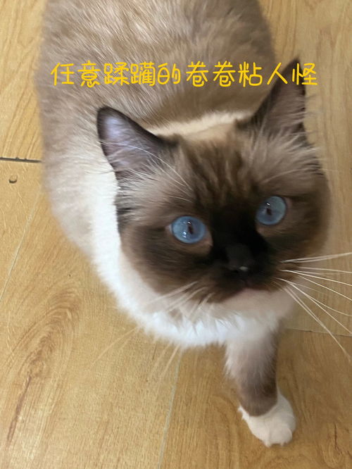 重庆观音桥猫咖 人均35猫咖 