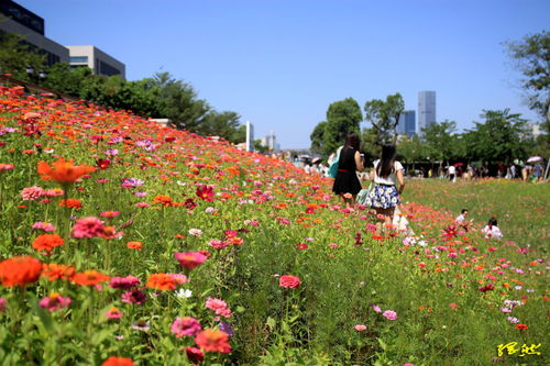 福州花海公园路边停车位收费吗 (福州海边免费停车场有哪些)