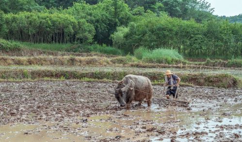 再过20 30年农民都进城了,农村土地怎么办 还有没有人种地