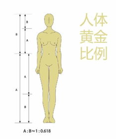 身高为1.65的上下身比例应为多少？