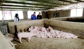 进村入户开展春季畜禽生产技术指导 媒体关注 黔江区政府网 