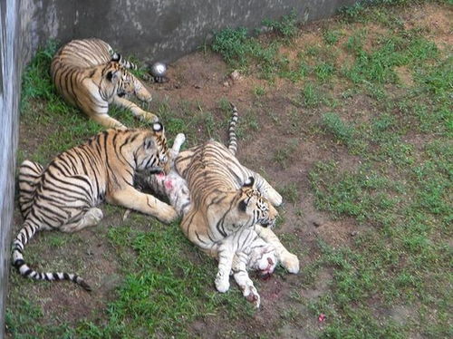 打了个寒碜,园区内三只老虎将小白虎当点心