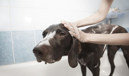 给狗狗洗白白,狗狗又乖又开心,自己在家如何给狗狗洗澡