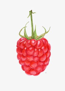树莓素材图片免费下载 高清装饰图案png 千库网 图片编号3165878 