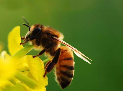 蜜蜂的翅膀那么小, 为什么却能飞起来 