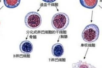 支原体可以在衣服上存活多久（支原体可以在衣服上存活多久啊） 第1张