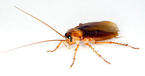 吡虫啉的作用和用途,用吡虫啉灭蟑螂怎么使用？