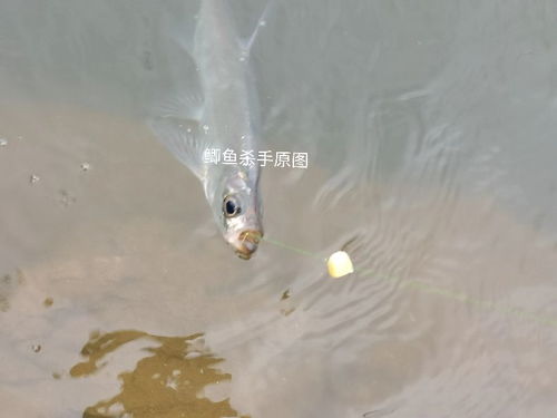 四川三岔湖 巨型翘嘴鱼 被钓起,1米多长,钓友反馈 抱不动啊