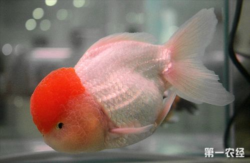 金鱼怎么繁殖 金鱼能繁殖吗