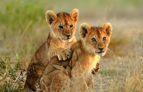 江苏男子收养狮子幼崽,时隔5年再次相见,狮子直接扑向男子怀抱