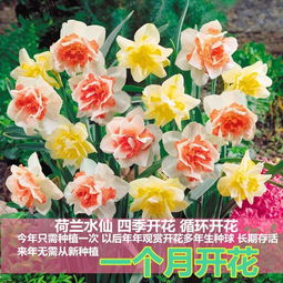 盆栽水仙花种球种植方法 米粒分享网 Mi6fx Com