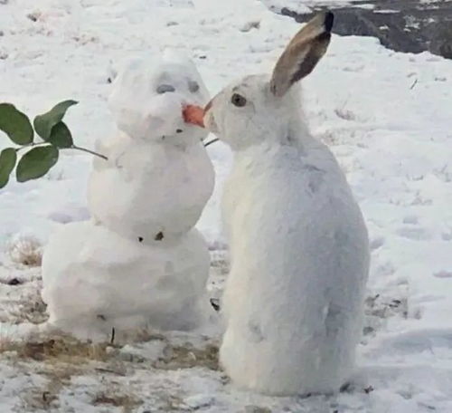 网友拍到雪人被兔子亲亲的一幕,实则是兔兔在啃雪人的胡萝卜鼻子