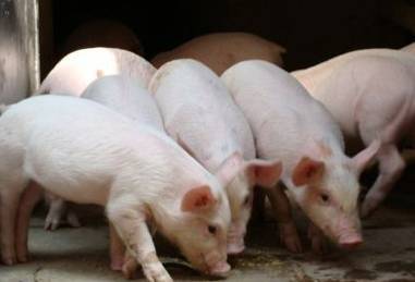 警惕 养猪圈流传的十二大错误认识或操作 