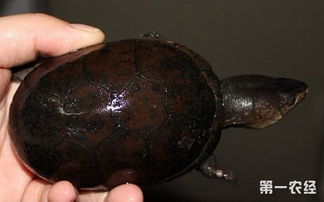 东方泥龟和头盔蛋龟区别