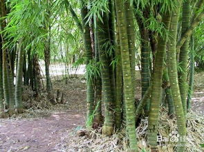 佛肚竹的养殖方法,佛肚竹可以水养吗？
