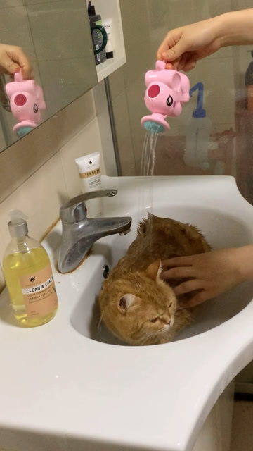 养猫吗 一浇水就会长胖的那种 